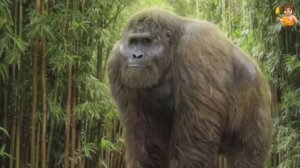 🎬 Эволюция: Гигантопитек. Самый крупный примат из живших на Земле.