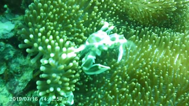 Таиланд Дайвинг Shark point 5, Крабик смотреть онлайн