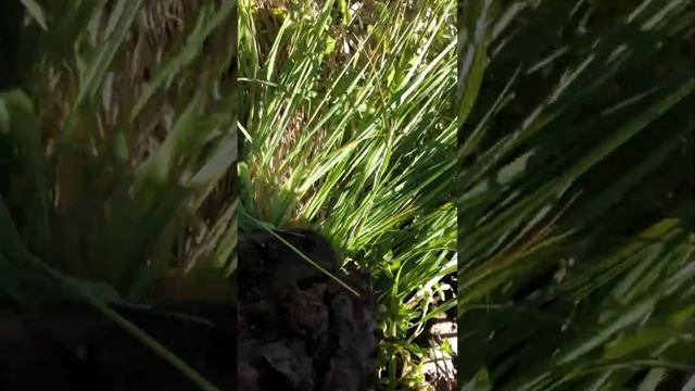 Магнитометр Гефест-4/Два выезда по черному металлу.