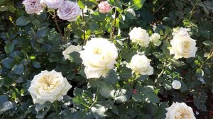 Срезочные розы в саду