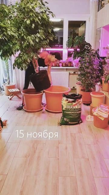 пересадка огромного Фикуса Бенджамина #пересадка #рас