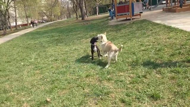 Игры собак. Социальные подвижные игры. смотреть онлайн