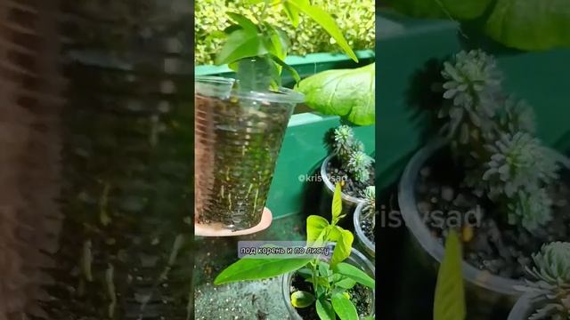 Пассифлору вырастить из семян сложно но возможно 🌱 #п