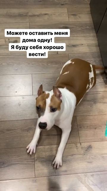 Стаффорд один дома #shorts #staff смотреть онлайн