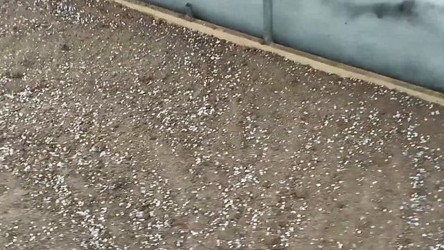 🌲Черенкование скального можжевельника Блю Эрроу от ? смотреть онлайн