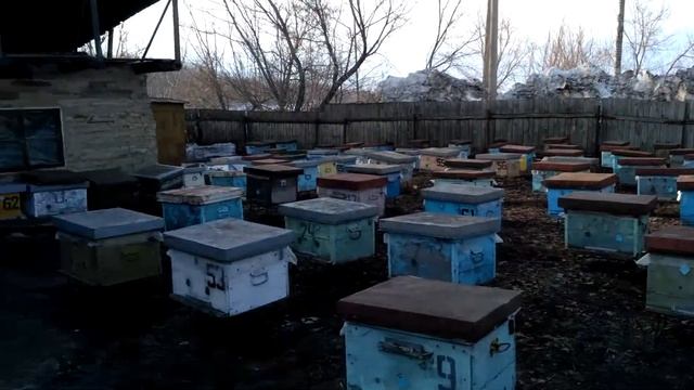 Выставили пчёл. смотреть онлайн