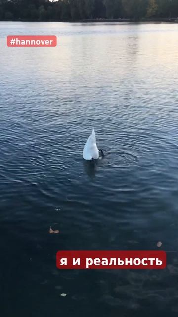 все мы немножко лебедь #life #redlife #hannover #vlog #shorts смотреть онлайн
