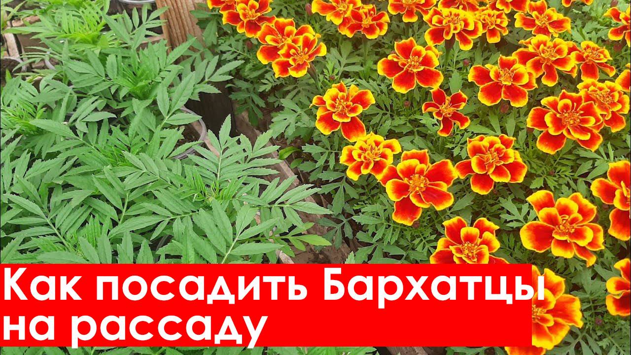Как посадить Бархатцы на рассаду. В домашних условиях и в открытый грунт смотреть онлайн