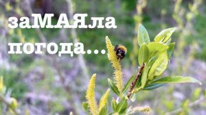 #174. Дождливый май. Обшиваем сарай. [Жизнь на своей земле]