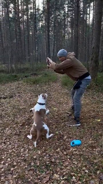 Наша версия Амстафф #shorts #shortvideo #amstaff #staff смотреть онлайн