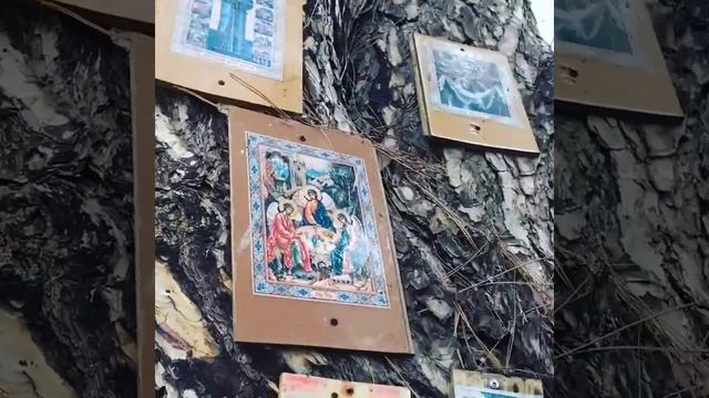 Иконы на деревьях город Краснодар. Кто знает что это? 17 марта 2021 г. Пятое видео.