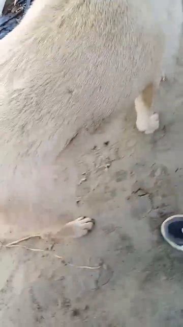 буся бегает #батут #собака смотреть онлайн