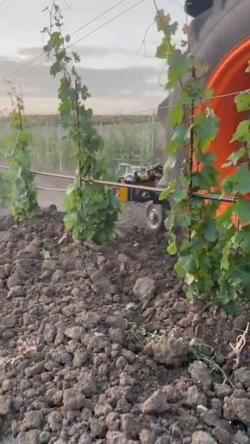 Крымский закат, виноградные лозы и АГРОМАШ 90ТК в деле ? смотреть онлайн