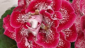 Цветущие глоксинии 18.05.25