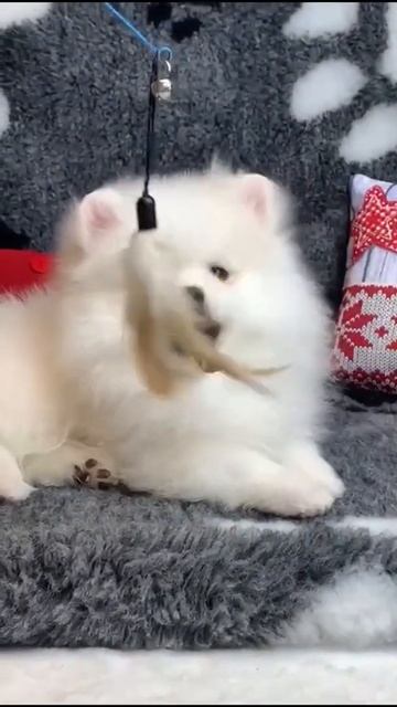 Оставь меня старушка,я в печали! 🤣 🤣 😜