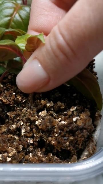 Фуксия дала корни. Вермикулит хорошая вещь... смотреть онлайн