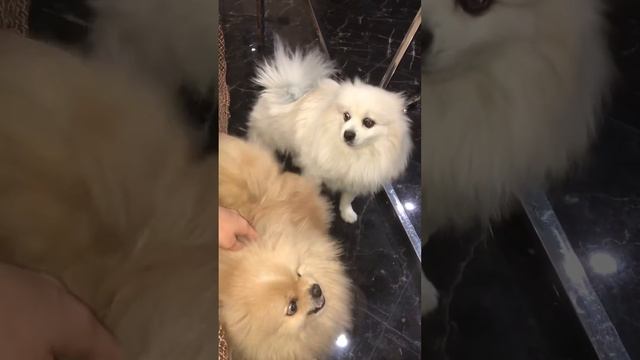 Как решить проблему когда 2 шпица Лакки и Полли спорят::::::👉 ДО КОНЦА