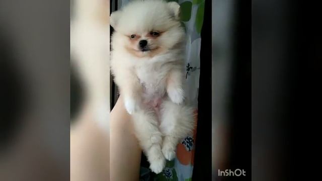 Померанский шпиц  мальчик 10051