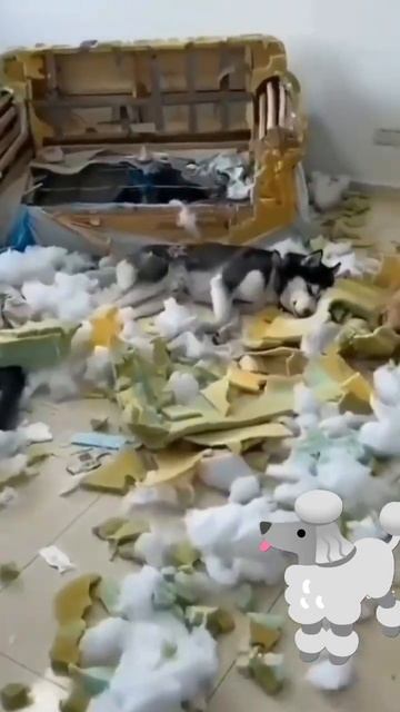 Маленькие помощники 🐶