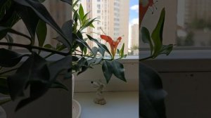 Эсхинантус Прекрасный. Размножение.Уход.