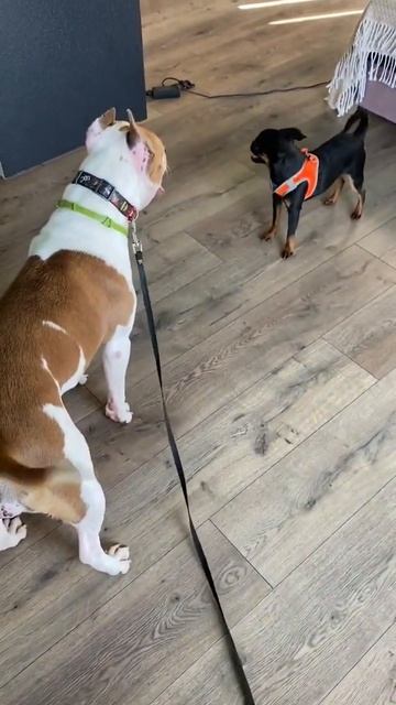 У нас в гостях Марти Пти-брабансон #shorts #amstaff смотреть онлайн