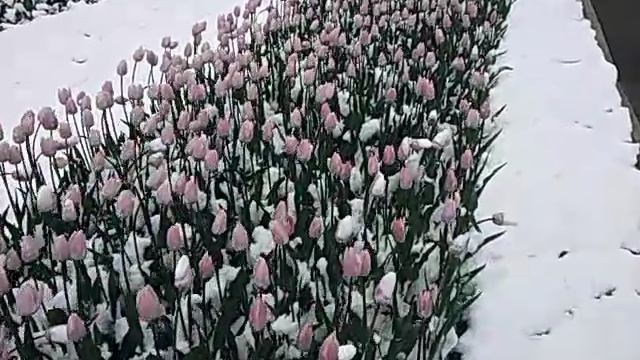 vid_20240509_Тюльпаны под шубой.mp4 смотреть онлайн