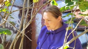 Обрезка и формирование СИРЕНИ