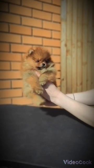 Яркий малыш померанский шпиц смотреть онлайн