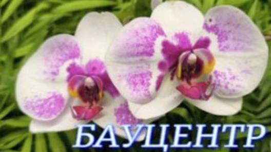 №1078/ СВЕЖИЕ яркие ОРХИДЕИ в БАУЦЕНТРЕ смотреть онлайн