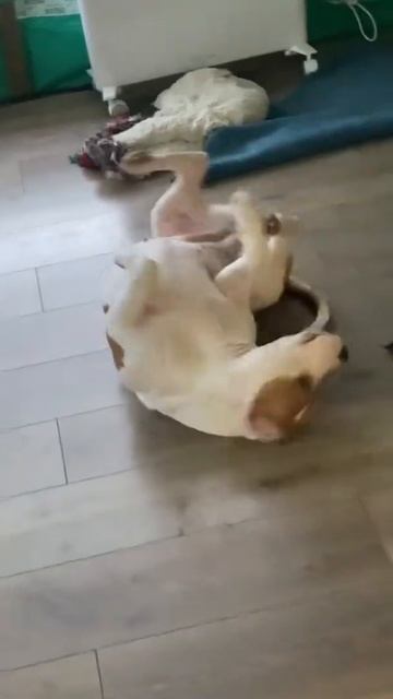 Стаффорд циркач #shorts смотреть онлайн