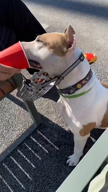 Жизнь с собакой #shortvideo #shorts #amstaff #pitbull #staff #стаффорд смотреть онлайн