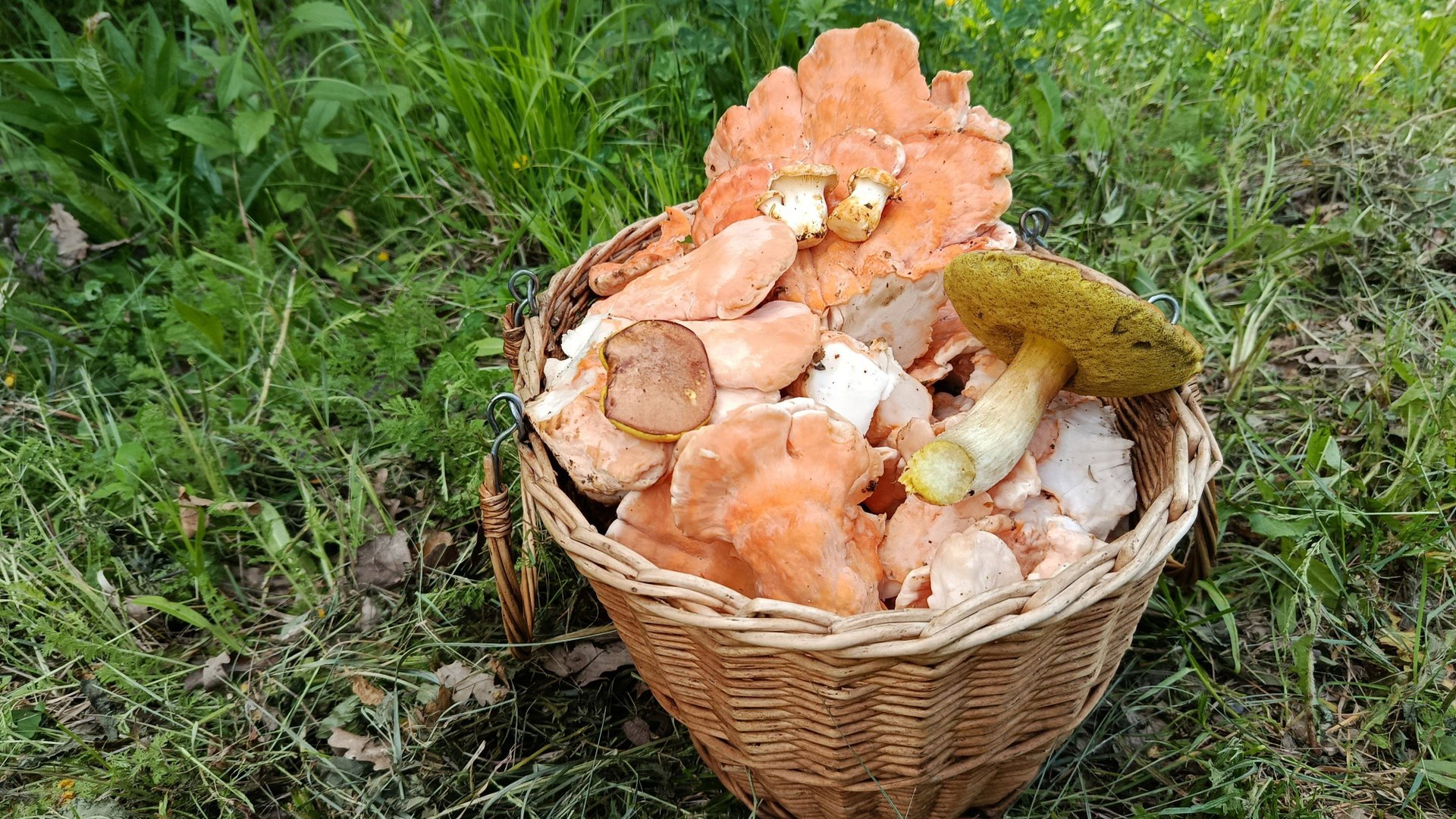 Порадовал ГРИБ - КУРИЦА!!! Лезут ЛИСИЧКИ! По грибы 17 мая 2025 года. смотреть онлайн