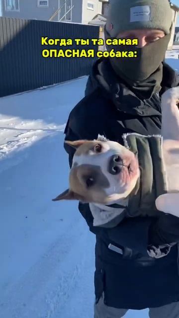 Опасная собака стаффорд #амстафф #собака #суперсобака #americanbully #pitbull #стаффорд #puppy смотреть онлайн