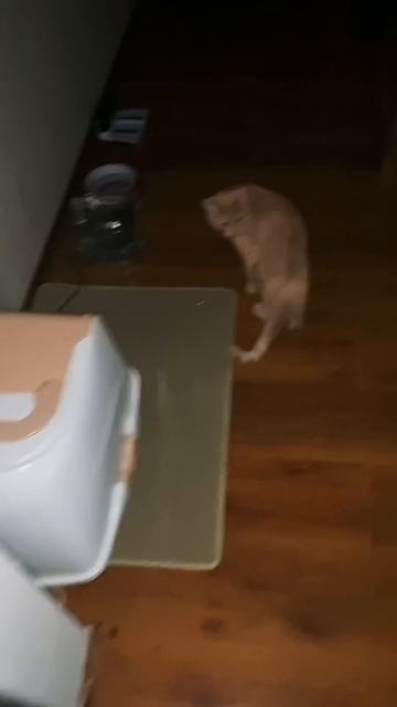 Семен и Антошка остались без света