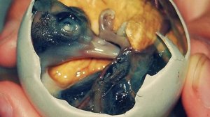 ТОП 10 самых отвратительных блюд в мире. Самые жуткие и мерзкие блюда планеты! Часть 1