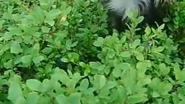 Любитель ягод