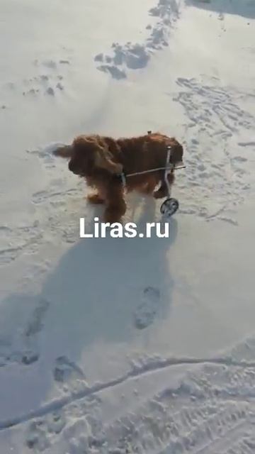 Инвалидная тележка для задних лап, размер 5.04. Для веса смотреть онлайн