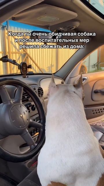 Обидчивая собака #shortvideo #собака #staff #стаффорд #юмор #стаффордширскийтерьер #прикол #pets смотреть онлайн