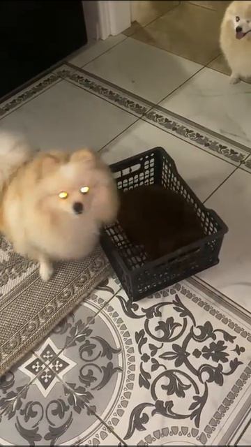 24/07/23г Померанский шпиц - модно спросить мальчика смотреть онлайн