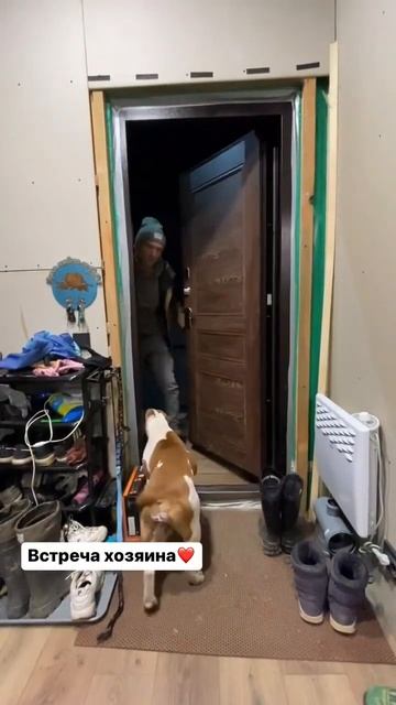 Дома пахнет собакой Амстафф #shorts #shortvideo #amstaff #subscribe #staff смотреть онлайн