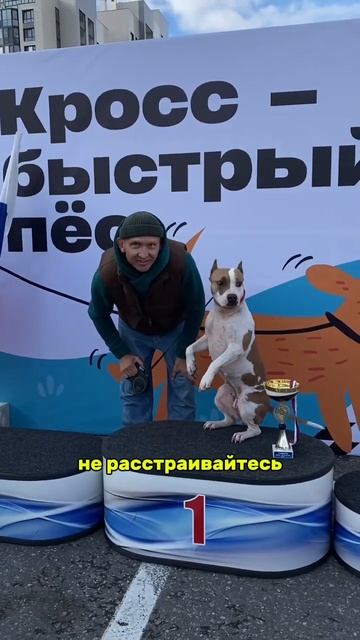 Мы не кусаемся #собака #shortvideo #staffy #staff #стаффорд #стаффордширскийтерьер #стаффбуль смотреть онлайн