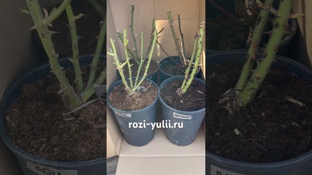 Отправка саженцев роз 🥀Каталог rozi-yulii.ru 🥀 #саженцыро? смотреть онлайн