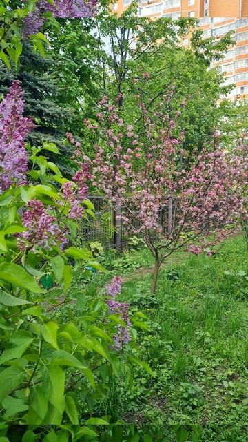 Цветут деревья