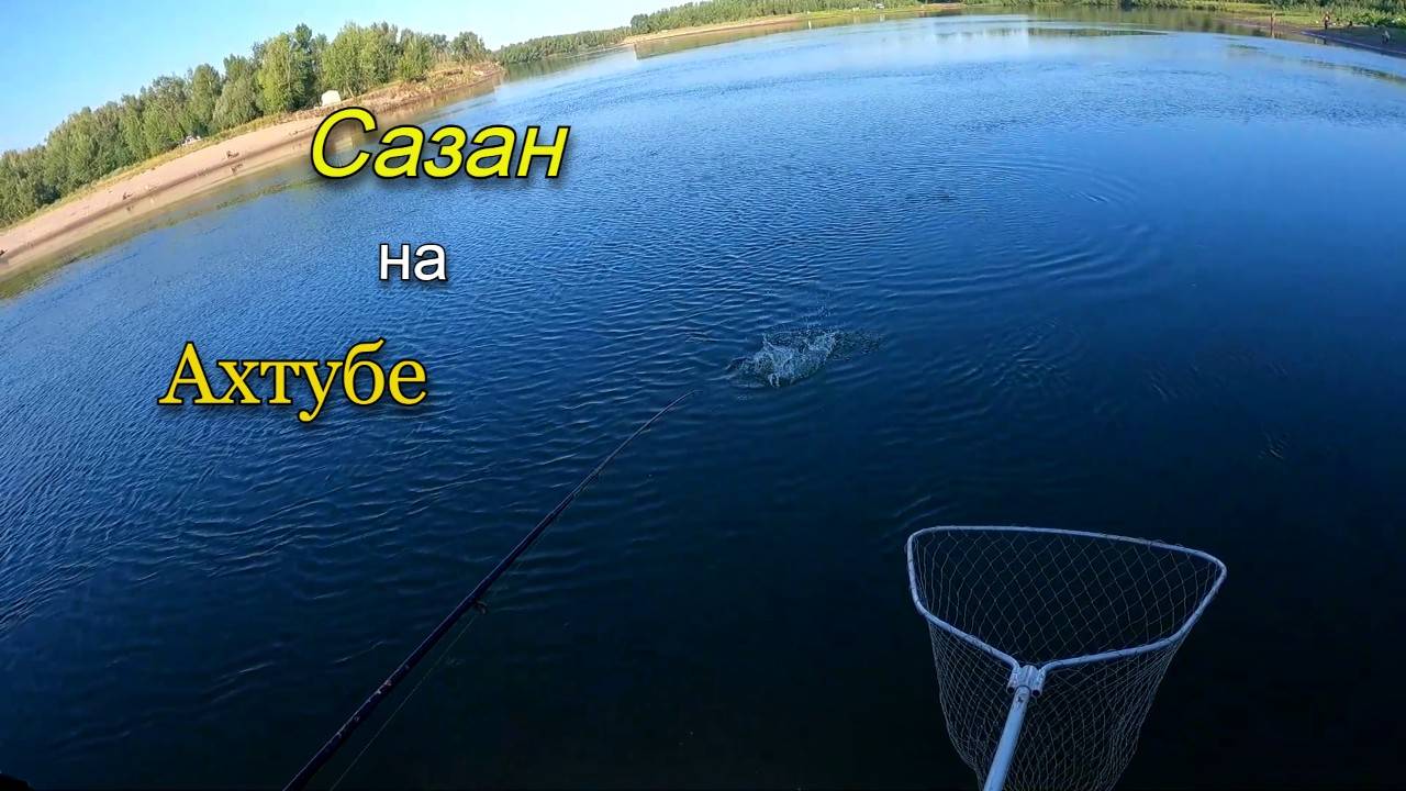 Ловля сазана летом на донки смотреть онлайн