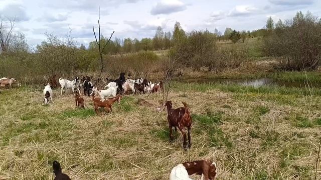 Про наших любимых коз ❤️ смотреть онлайн