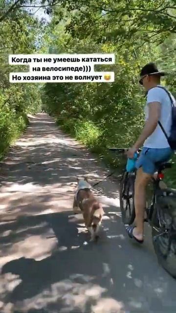 Амстафф велопрогулка #shorts #amstaff #staff смотреть онлайн