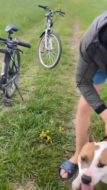 Ушла собака #shorts #staff #amstaff #shortvideo смотреть онлайн