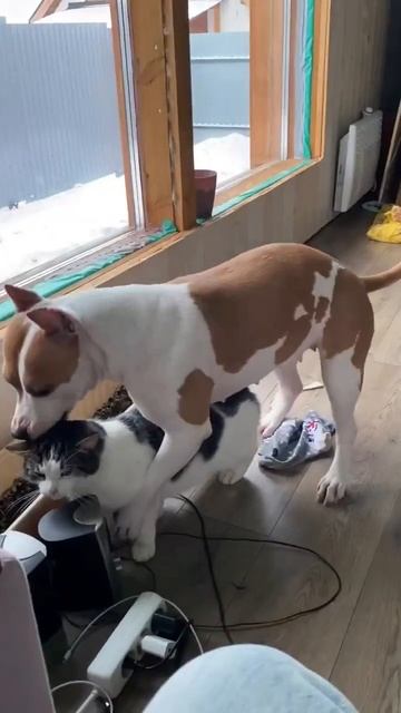 Счастье Амстафф #shorts #amstaff #staff #pitbull #shortvideo #freestyle смотреть онлайн