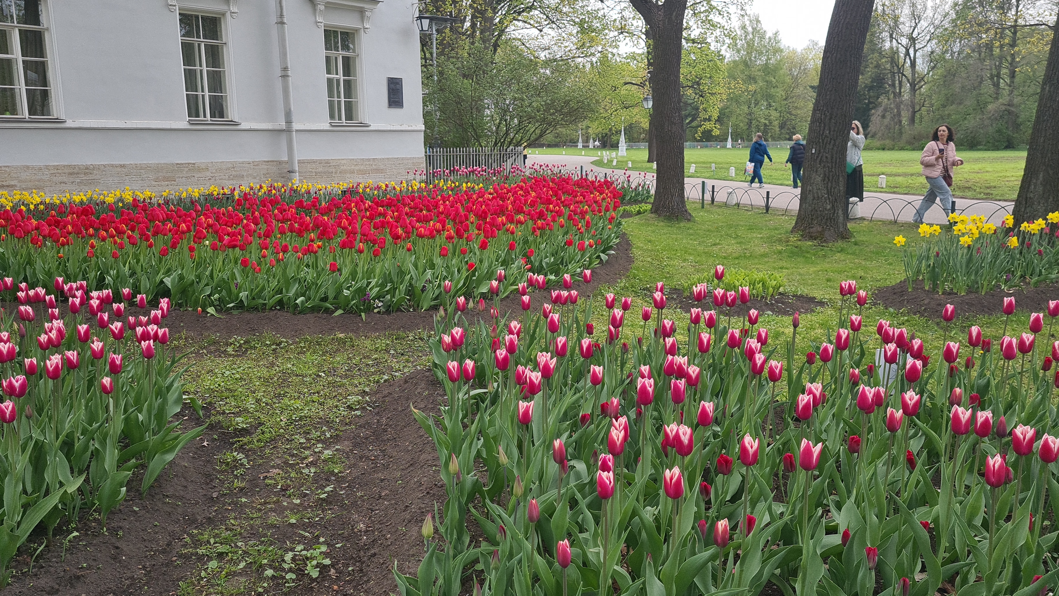 Санкт-Петербург. Тюльпановый рай на Елагином острове. смотреть онлайн
