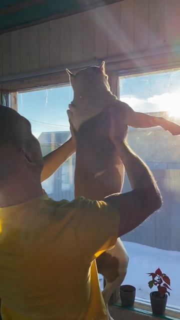 Утро в семье Амстафф #amstaff #staff #pitbull #shortvideo #k9 смотреть онлайн